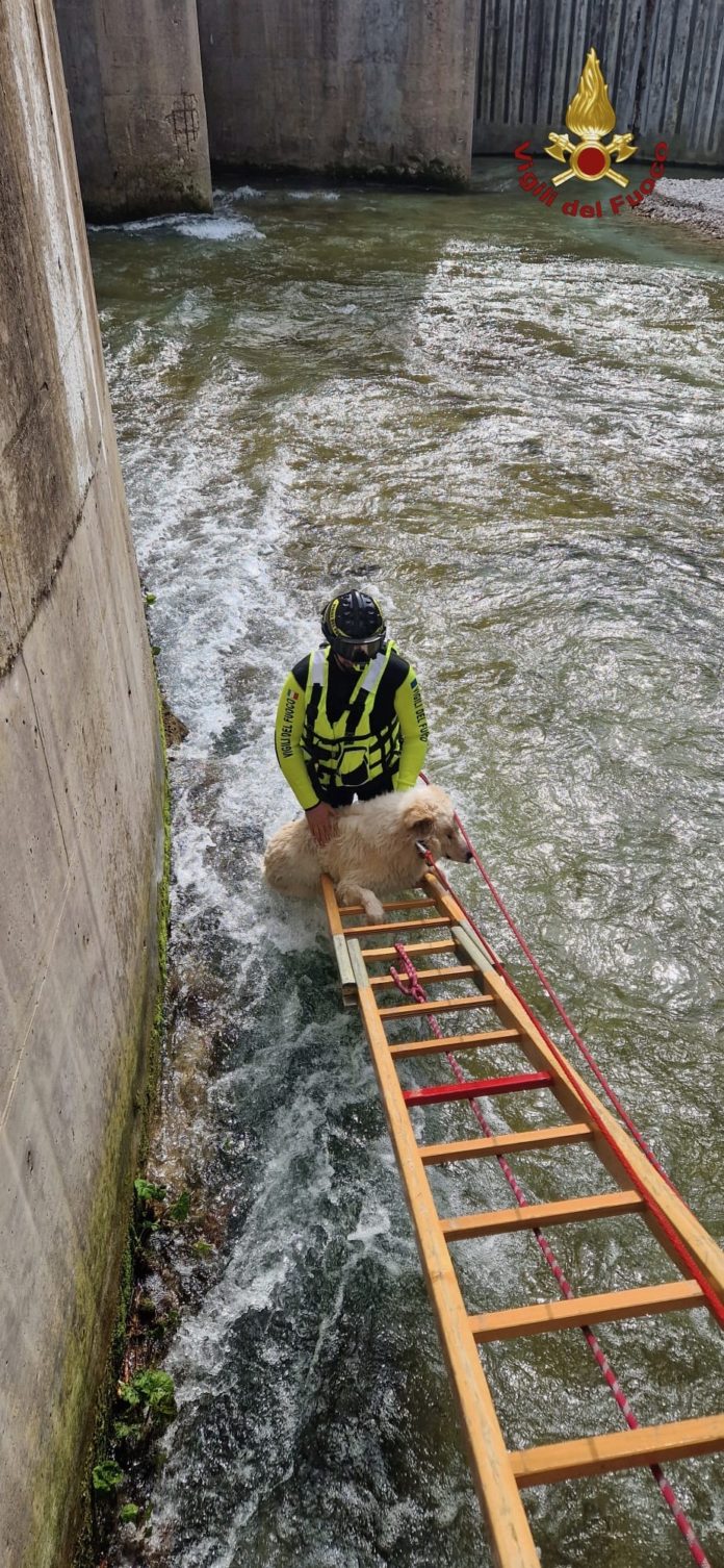 Cane resta bloccato nel fiume Volturno, recuperato dai Vigili del fuoco