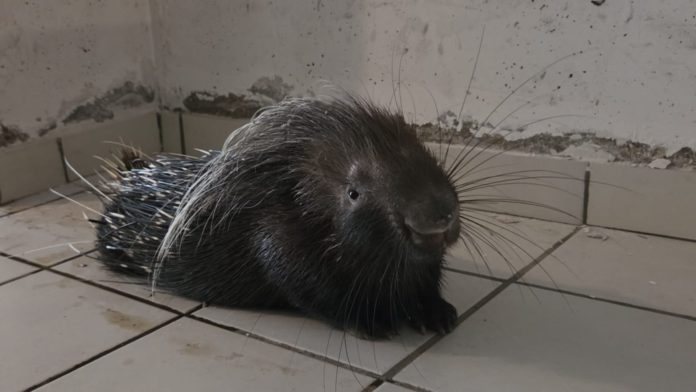 Campomarino: volontari delle Guardie Ambientali salvano un’istrice ferito