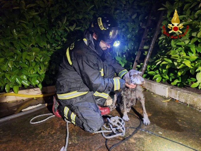Termoli, cagnolina cade in un pozzo: salvata dai vigili del fuoco