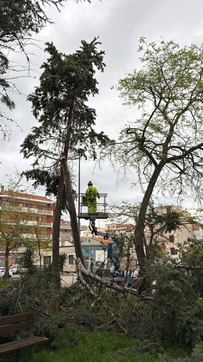 Termoli, criticità in 7 cipressi: parla l’assessore Ciciola