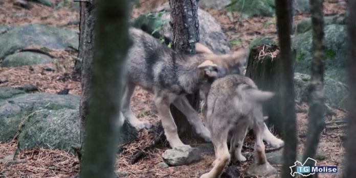 Strage di lupi nel PNALM: morti 18 esemplari avvelenati, indagini in corso