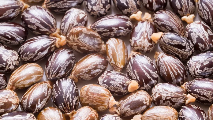 Ricina il veleno difficile da rilevare, usato negli anni 70 anche dal Kgb