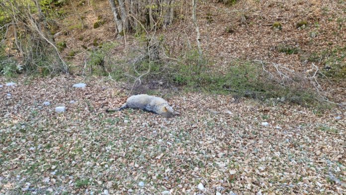 Strage di lupi avvelenati nel Pnalm: si sospetta un’azione coordinata
