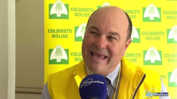 Commissione Unica Nazionale del Grano duro, il pensiero di Coldiretti Molise