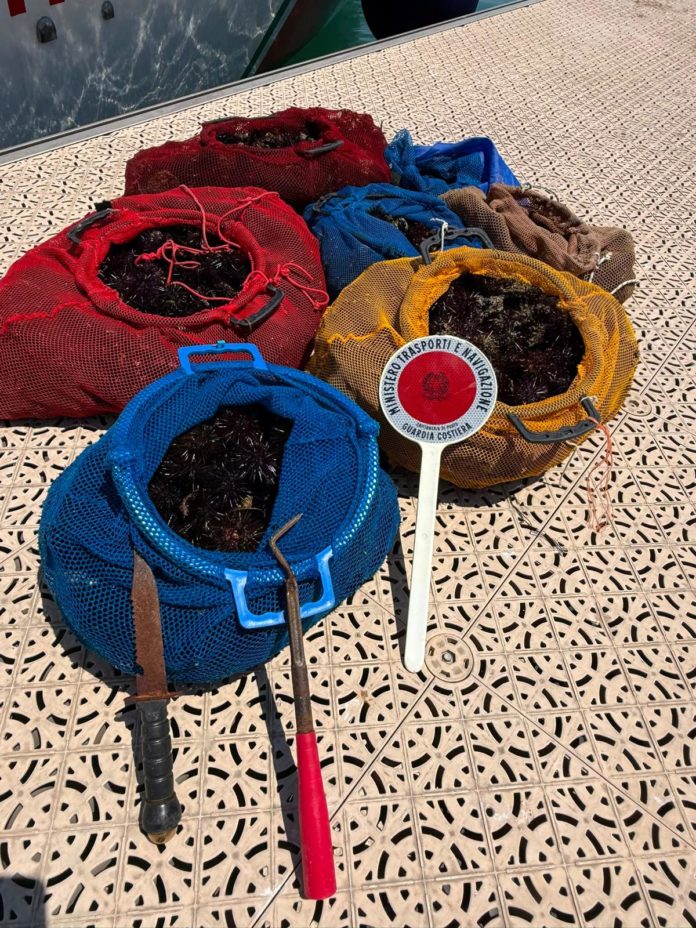 Termoli: la Guardia Costiera sequestra un quintale di ricci di mare