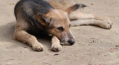 Ondate calore: appello Nogez Benessere animali ai Sindaci. Necessarie ordinanze