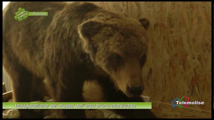 Orso bruno, la popolazione sale a 81 esemplari ma resta a rischio estinzione