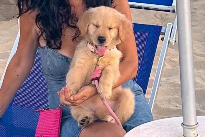 Termoli, investe e uccide la cucciola Julia: il pirata fugge
