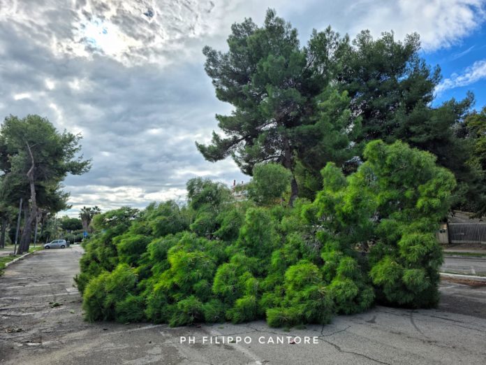 Termoli, albero cade nel piazzale di Rio Vivo
